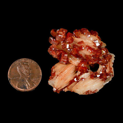 1.4" Sparkly Red Vanadinite Crystals on White Barite Blades Mineral Mabladen Morocco - Fossil Age Minerals