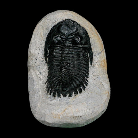 2.1" Metacanthina Issoumourensis Trilobite Fossil Devonian Age 400 Mil Yrs Old COA - Fossil Age Minerals
