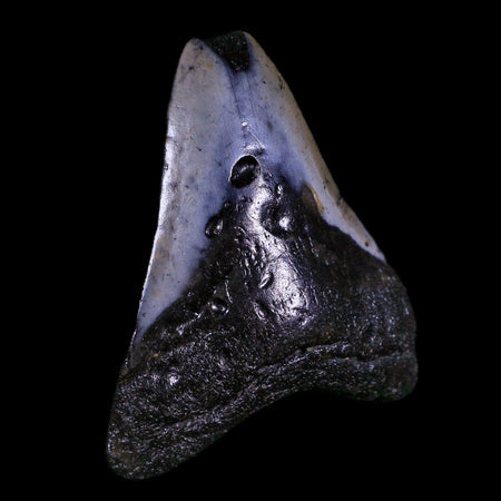 2.5" Quality Megalodon Shark Tooth Serrated Fossil Natural Miocene Age COA