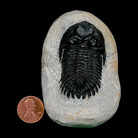 2.1" Metacanthina Issoumourensis Trilobite Fossil Devonian Age 400 Mil Yrs Old COA - Fossil Age Minerals