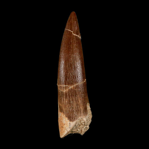 XL 2.2" Plesiosaur Zarafasaura Tooth Fossil Cretaceous Dinosaur Era COA, Stand - Fossil Age Minerals