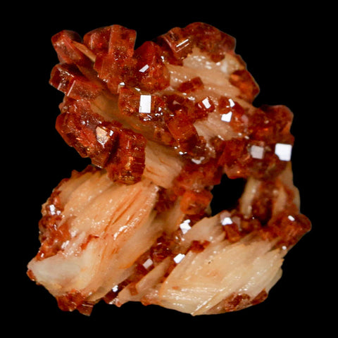 1.4" Sparkly Red Vanadinite Crystals on White Barite Blades Mineral Mabladen Morocco - Fossil Age Minerals