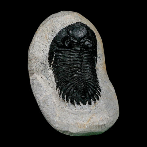 2.1" Metacanthina Issoumourensis Trilobite Fossil Devonian Age 400 Mil Yrs Old COA - Fossil Age Minerals