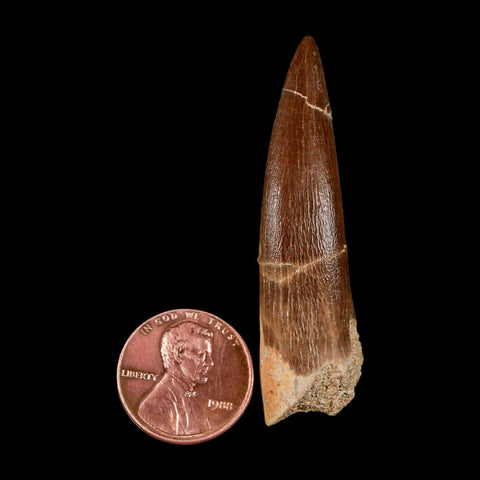 XL 2.2" Plesiosaur Zarafasaura Tooth Fossil Cretaceous Dinosaur Era COA, Stand - Fossil Age Minerals