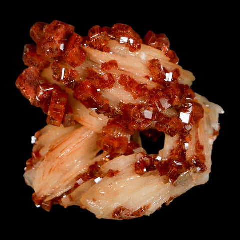 1.4" Sparkly Red Vanadinite Crystals on White Barite Blades Mineral Mabladen Morocco - Fossil Age Minerals