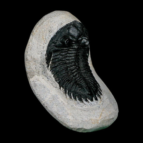 2.1" Metacanthina Issoumourensis Trilobite Fossil Devonian Age 400 Mil Yrs Old COA - Fossil Age Minerals