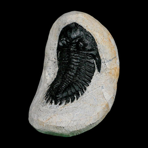 2.1" Metacanthina Issoumourensis Trilobite Fossil Devonian Age 400 Mil Yrs Old COA - Fossil Age Minerals