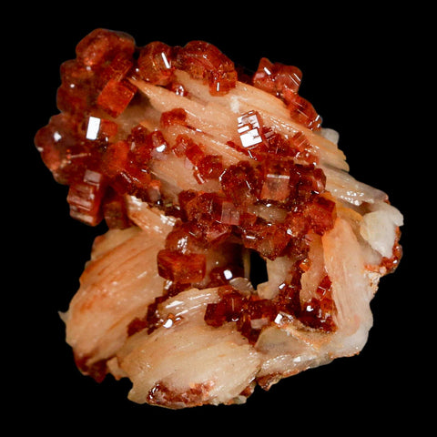 1.4" Sparkly Red Vanadinite Crystals on White Barite Blades Mineral Mabladen Morocco - Fossil Age Minerals