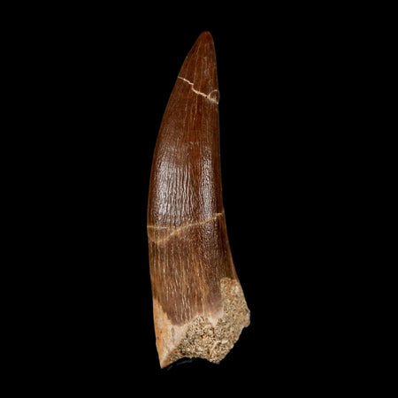 XL 2.2" Plesiosaur Zarafasaura Tooth Fossil Cretaceous Dinosaur Era COA, Stand