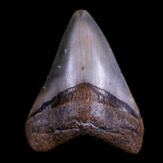 2.3" Quality Megalodon Shark Tooth Serrated Fossil Natural Miocene Age COA