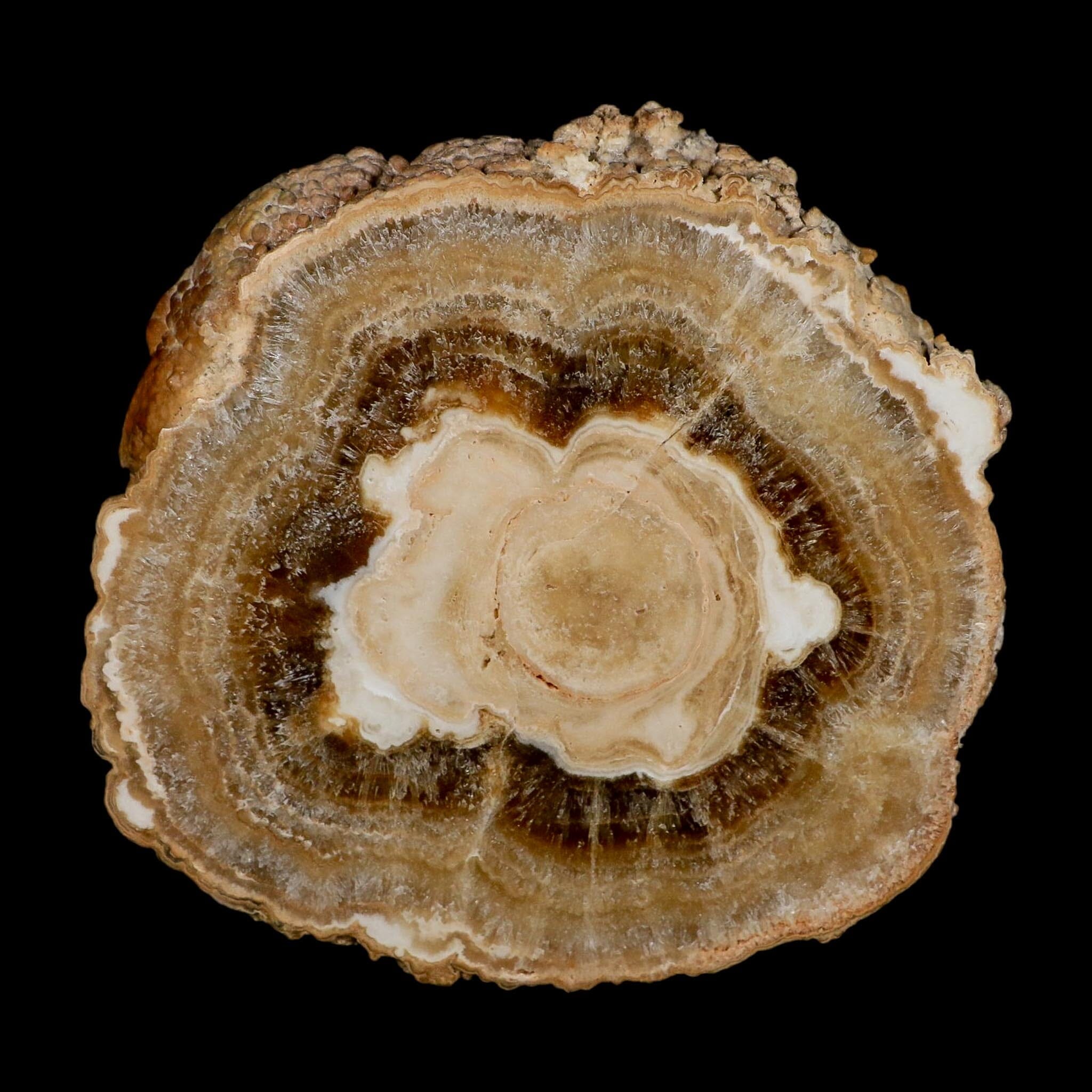6" Aragonite Stalactite Slice Cave Calcite Crystal Mineral Specimen Morocco - Fossil Age Minerals