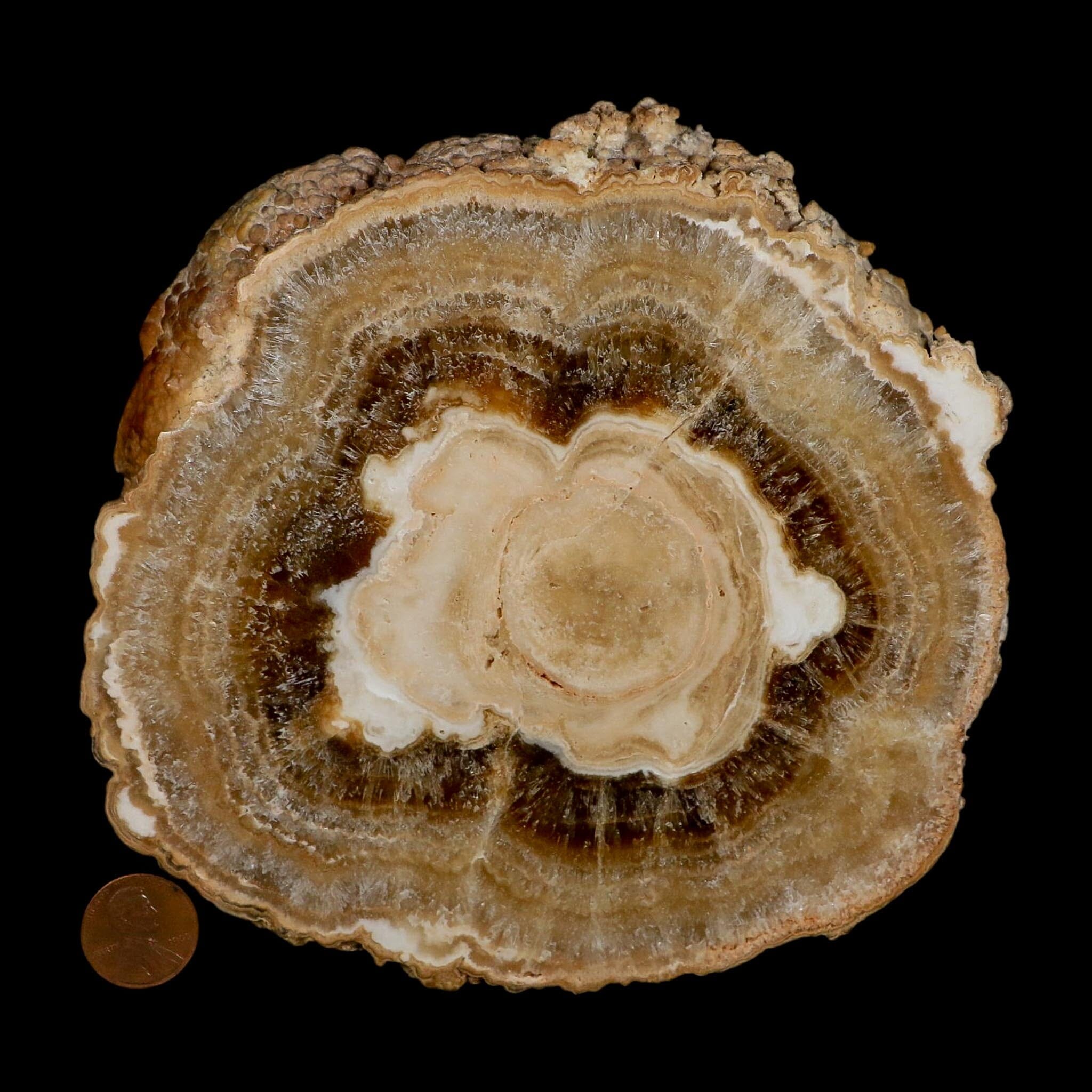 6" Aragonite Stalactite Slice Cave Calcite Crystal Mineral Specimen Morocco - Fossil Age Minerals