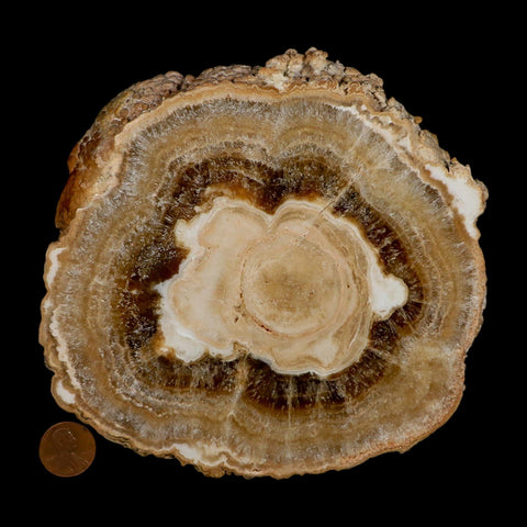 6" Aragonite Stalactite Slice Cave Calcite Crystal Mineral Specimen Morocco