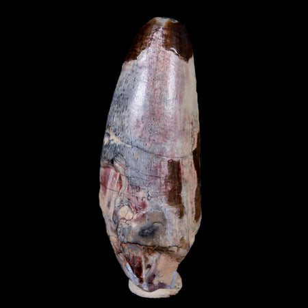 2.3" Sarcosuchus Imperator Crocodile Fossil Tooth Elrhaz FM Cretaceous Niger COA