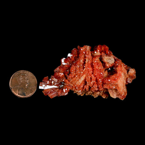 2.6" Sparkly Red Vanadinite Crystals on White Barite Blades Mineral Mabladen Morocco - Fossil Age Minerals