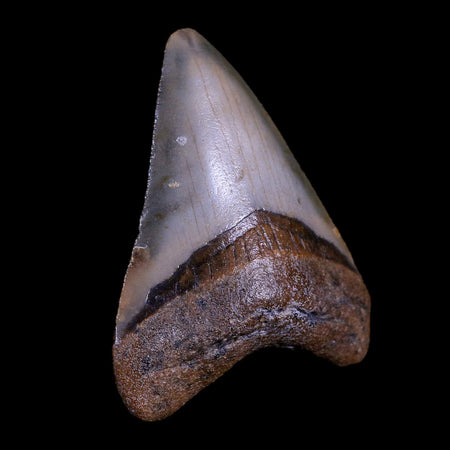2.3" Quality Megalodon Shark Tooth Serrated Fossil Natural Miocene Age COA