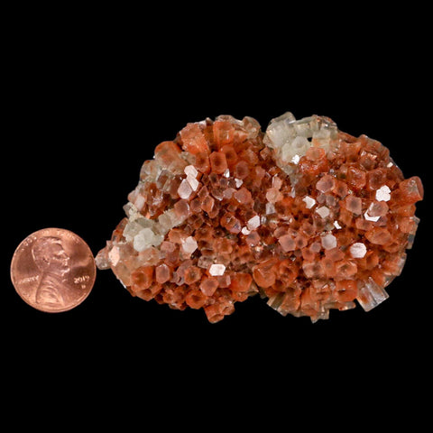 2.8" Aragonite Mineral Two Tone Crystal Cluster Specimen Tazouta Morocco - Fossil Age Minerals