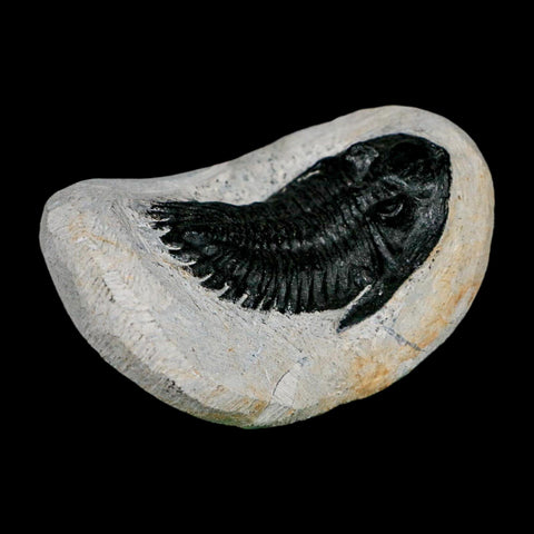 2.1" Metacanthina Issoumourensis Trilobite Fossil Devonian Age 400 Mil Yrs Old COA - Fossil Age Minerals
