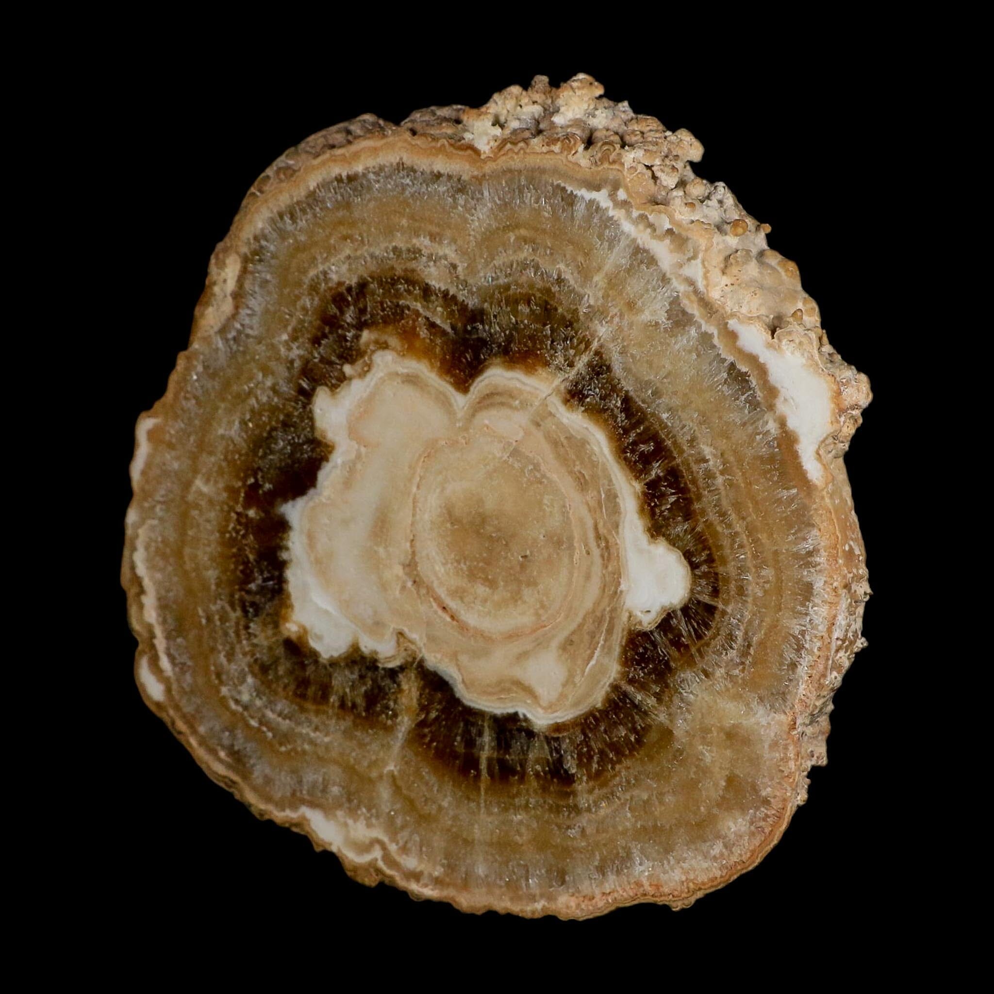 6" Aragonite Stalactite Slice Cave Calcite Crystal Mineral Specimen Morocco - Fossil Age Minerals