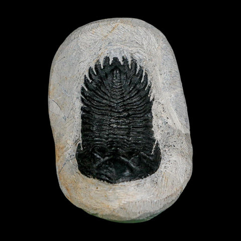 2.1" Metacanthina Issoumourensis Trilobite Fossil Devonian Age 400 Mil Yrs Old COA - Fossil Age Minerals