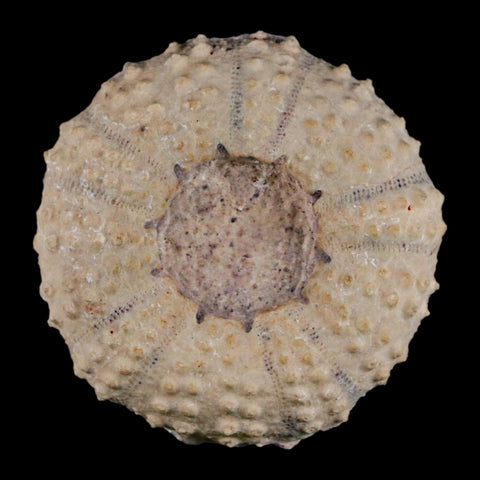 49MM Detailed Fossil Tetragramma Marticense Sea Urchin Echinoid Cretaceous - Fossil Age Minerals
