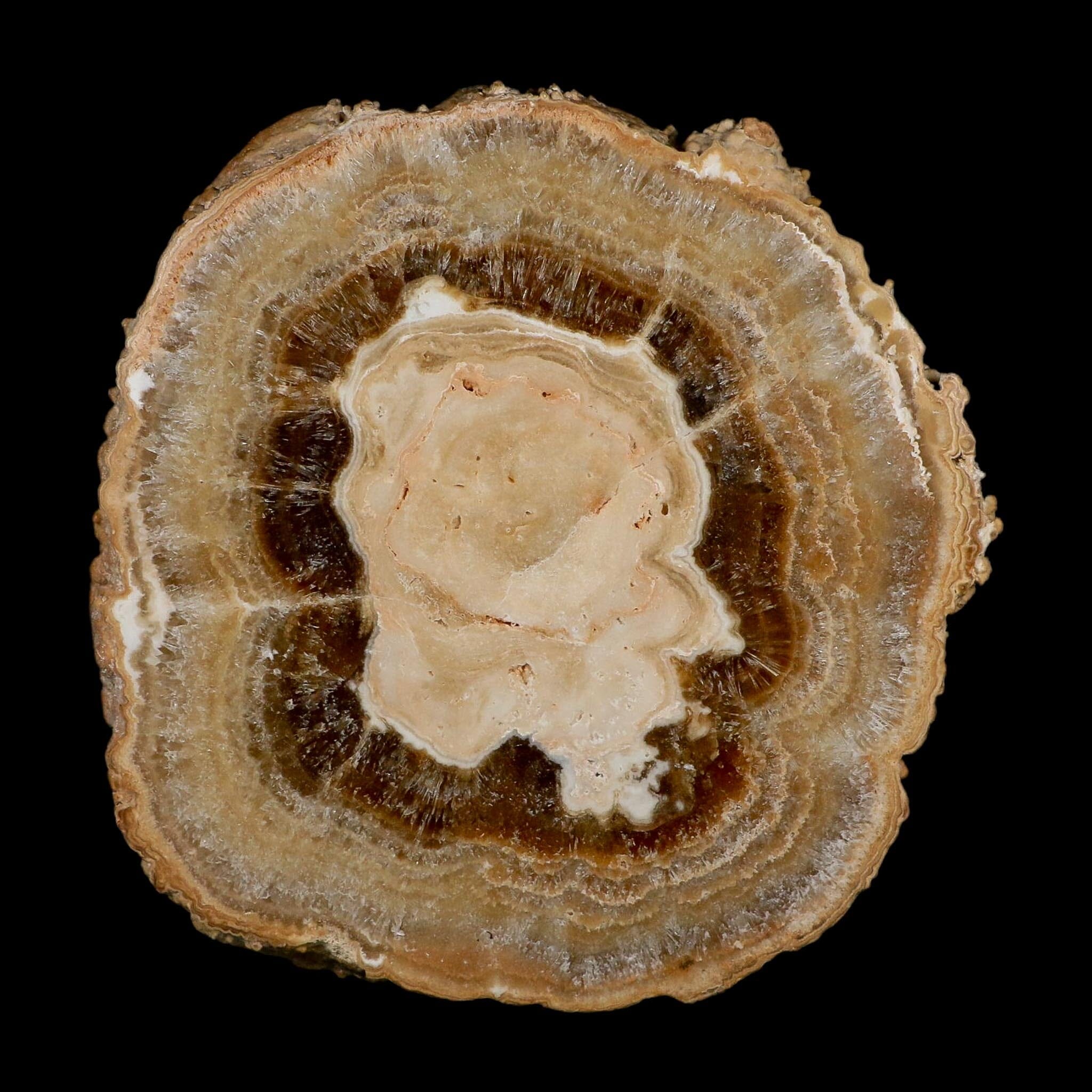 6" Aragonite Stalactite Slice Cave Calcite Crystal Mineral Specimen Morocco - Fossil Age Minerals