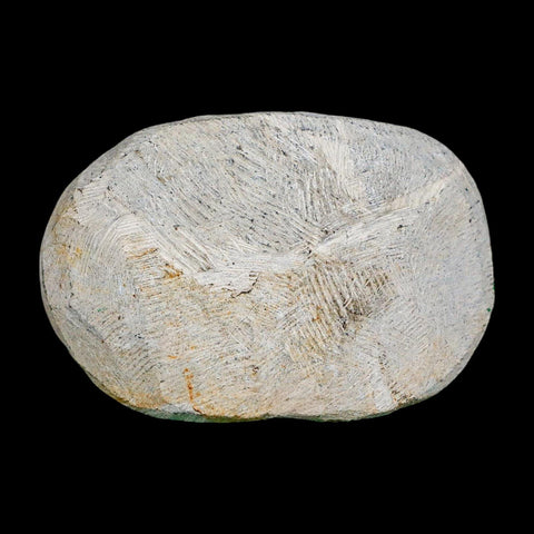 2.1" Metacanthina Issoumourensis Trilobite Fossil Devonian Age 400 Mil Yrs Old COA - Fossil Age Minerals