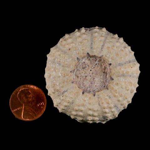 49MM Detailed Fossil Tetragramma Marticense Sea Urchin Echinoid Cretaceous - Fossil Age Minerals