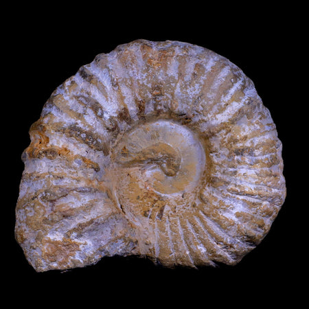 3.6" Acanthoceras Ammonite Fossil Agadir Morocco 360 Million Year Old COA