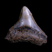 2.1" Quality Megalodon Shark Tooth Serrated Fossil Natural Miocene Age COA