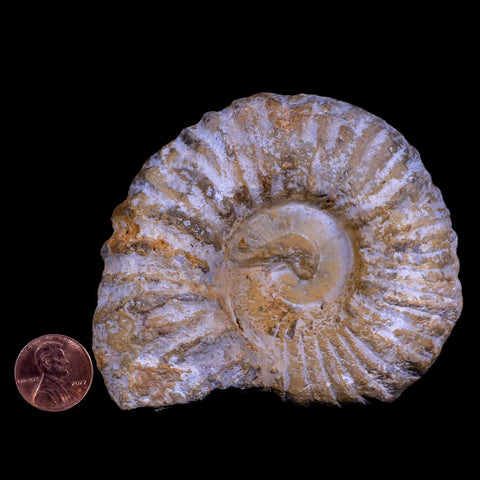 3.6" Acanthoceras Ammonite Fossil Agadir Morocco 360 Million Year Old COA - Fossil Age Minerals