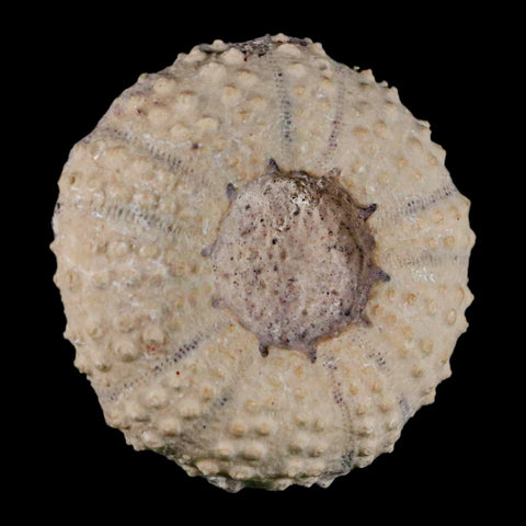 49MM Detailed Fossil Tetragramma Marticense Sea Urchin Echinoid Cretaceous - Fossil Age Minerals