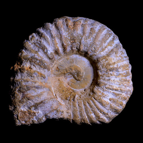 3.6" Acanthoceras Ammonite Fossil Agadir Morocco 360 Million Year Old COA - Fossil Age Minerals