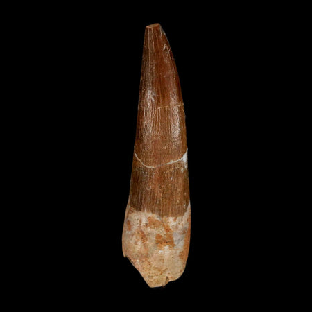 XL 2.2" Plesiosaur Zarafasaura Tooth Fossil Cretaceous Dinosaur Era COA, Stand
