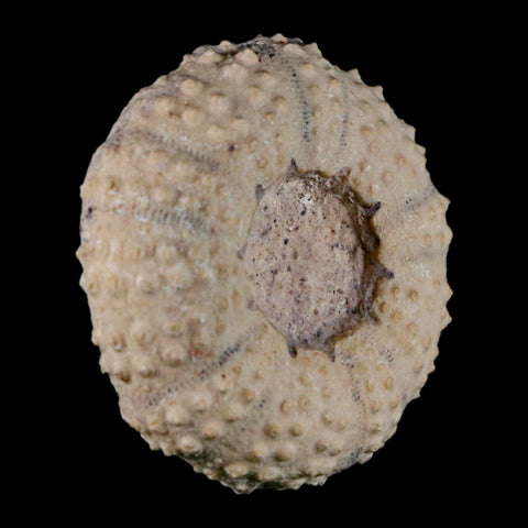 49MM Detailed Fossil Tetragramma Marticense Sea Urchin Echinoid Cretaceous - Fossil Age Minerals