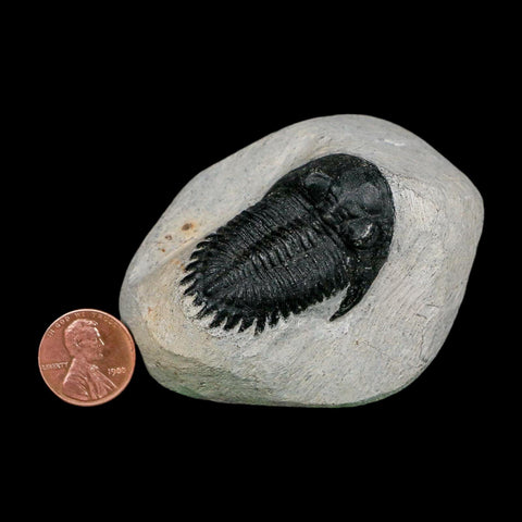 1.7" Metacanthina Issoumourensis Trilobite Fossil Devonian Age 400 Mil Yrs Old COA - Fossil Age Minerals