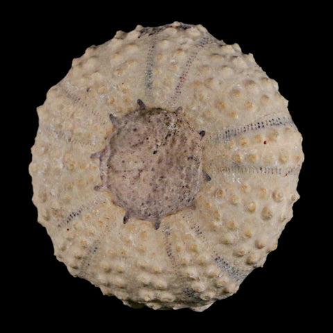 49MM Detailed Fossil Tetragramma Marticense Sea Urchin Echinoid Cretaceous - Fossil Age Minerals