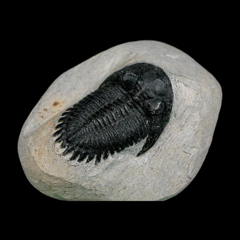 1.7" Metacanthina Issoumourensis Trilobite Fossil Devonian Age 400 Mil Yrs Old COA - Fossil Age Minerals