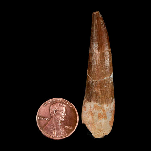XL 2.2" Plesiosaur Zarafasaura Tooth Fossil Cretaceous Dinosaur Era COA, Stand - Fossil Age Minerals