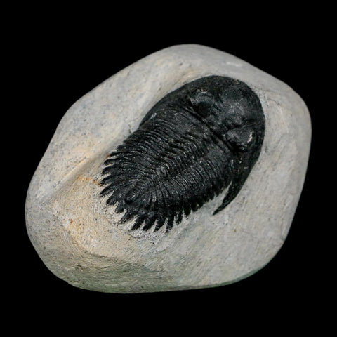 1.7" Metacanthina Issoumourensis Trilobite Fossil Devonian Age 400 Mil Yrs Old COA - Fossil Age Minerals