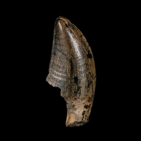1" Tyrannosaur Serrated Fossil Tooth Cretaceous Dinosaur Judith River FM MT COA - Fossil Age Minerals
