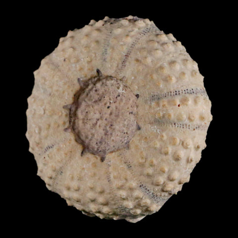 49MM Detailed Fossil Tetragramma Marticense Sea Urchin Echinoid Cretaceous - Fossil Age Minerals