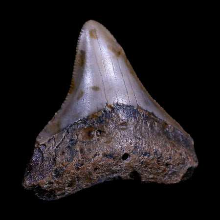 2.1" Quality Megalodon Shark Tooth Serrated Fossil Natural Miocene Age COA