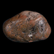 Gastrolites - Gastrolith Stomach Stones For Sale - Fossil Age Minerals