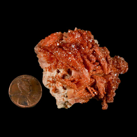 2.1" Sparkly Red Vanadinite Crystals on White Barite Blades Mineral Mabladen Morocco - Fossil Age Minerals