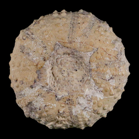 49MM Detailed Fossil Tetragramma Marticense Sea Urchin Echinoid Cretaceous - Fossil Age Minerals