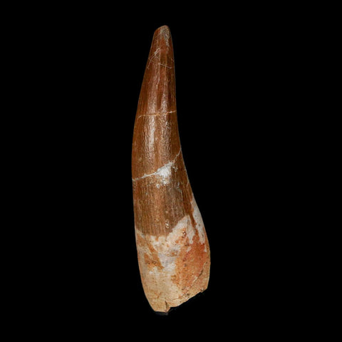 XL 2.2" Plesiosaur Zarafasaura Tooth Fossil Cretaceous Dinosaur Era COA, Stand - Fossil Age Minerals