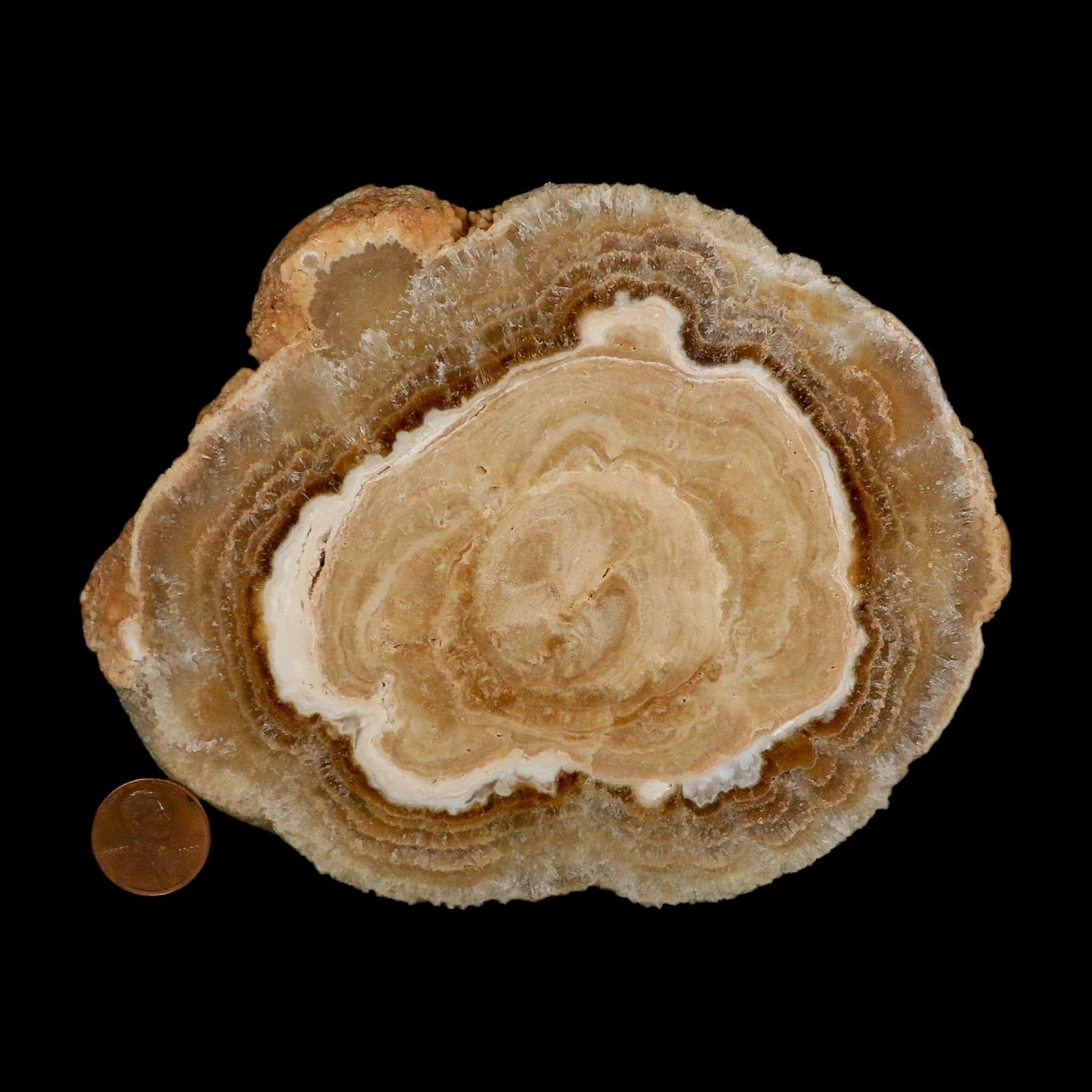 5.6" Aragonite Stalactite Slice Cave Calcite Crystal Mineral Specimen Morocco - Fossil Age Minerals