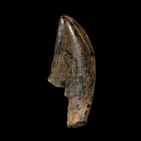 1" Tyrannosaur Serrated Fossil Tooth Cretaceous Dinosaur Judith River FM MT COA - Fossil Age Minerals