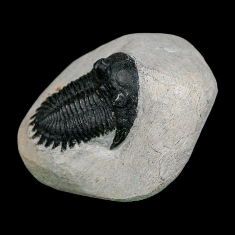1.7" Metacanthina Issoumourensis Trilobite Fossil Devonian Age 400 Mil Yrs Old COA - Fossil Age Minerals